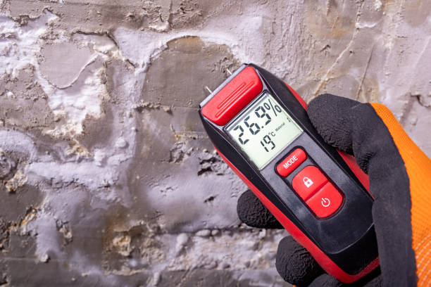 Best Mold Damage Repair  in Capron, IL