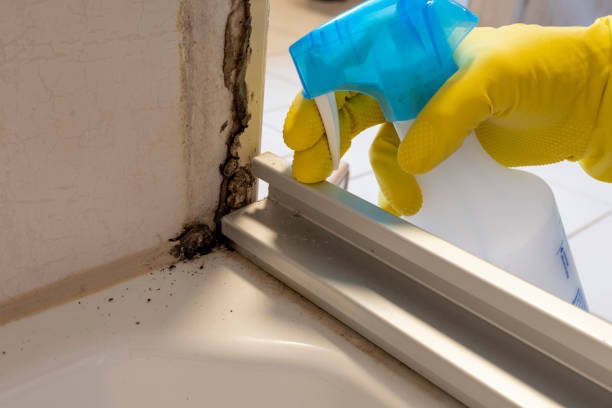 Professional Mold Removal in Capron, IL