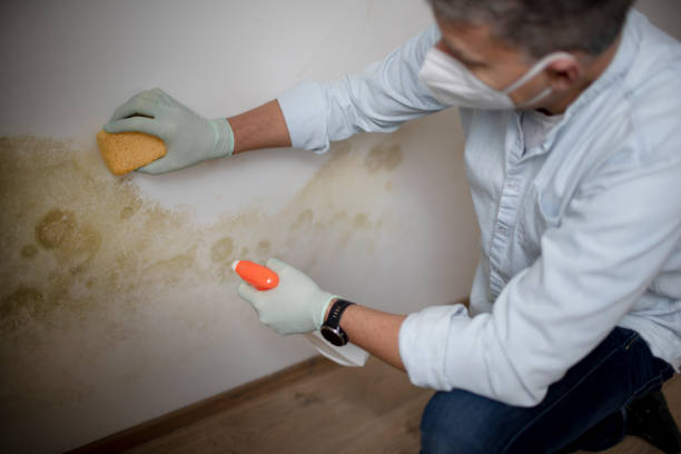Best Attic Mold Removal  in Capron, IL