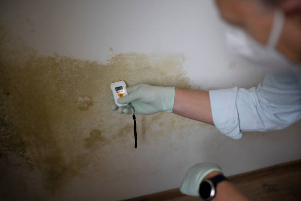 Best Toxic Mold Removal  in Capron, IL