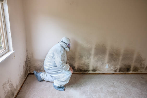 Best Residential Mold Removal  in Capron, IL
