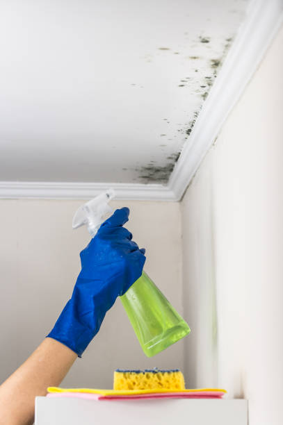 Best Professional Mold Removal  in Capron, IL